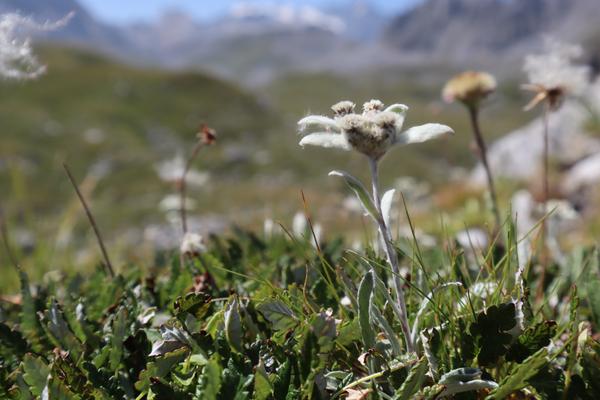 A close-up shot reveals a delicate Edelweiss flower standing tall amidst lush green grass and small alpine plants